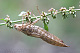 Aeshna cyanea Pic 1