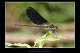 Calopteryx haemorrhoidalis Pic 1