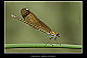 Calopteryx haemorrhoidalis Pic 2