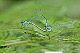 Coenagrion puella Pic 2
