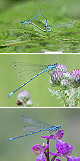 Coenagrion puella Artxibo
