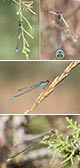 Erythromma viridulum Artxibo