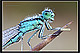 Ischnura 0pumilio Pic 2