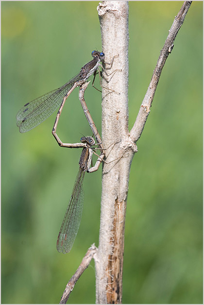 Sympecma fusca photo 1