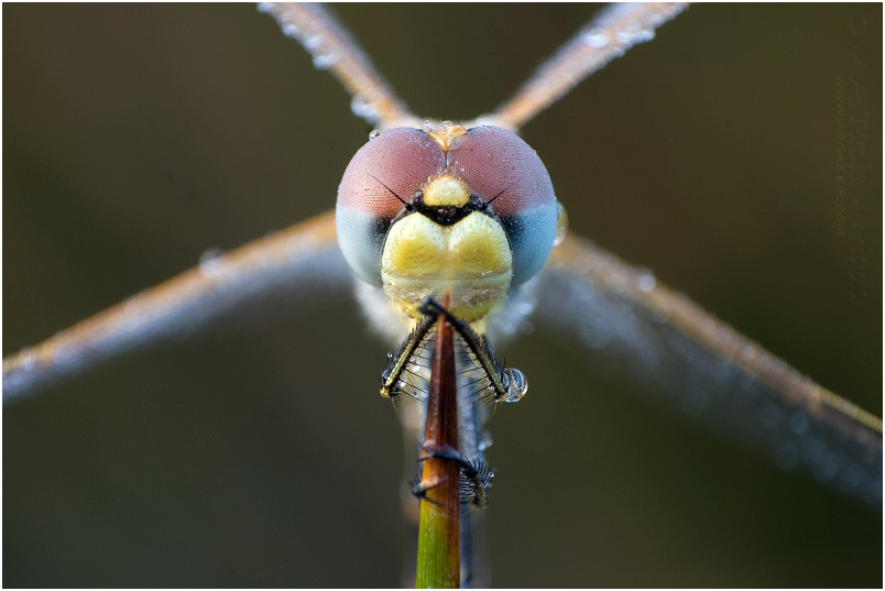 Sympetrum fonscolombii photo 1