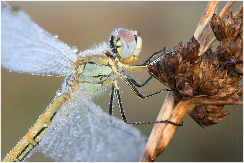 Sympetrum fonscolombii photo 2