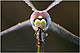 Sympetrum fonscolombii Pic 1