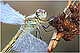 Sympetrum fonscolombii Pic 2