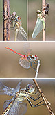 Sympetrum fonscolombii Artxibo