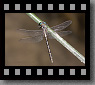 Argazkia