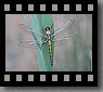 Argazkia