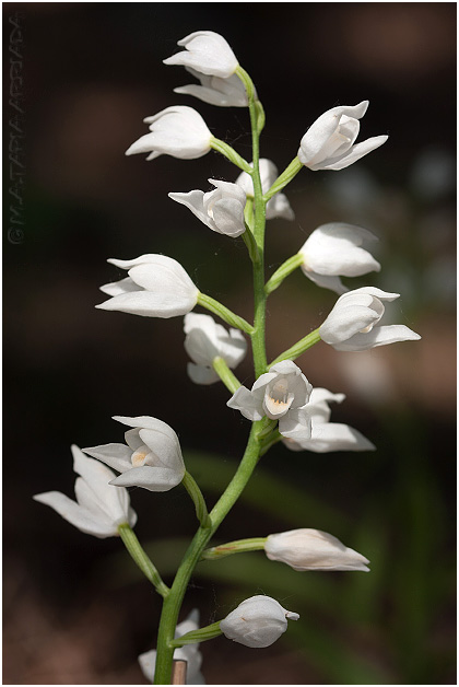 Cephalanthera longifolia photo 1