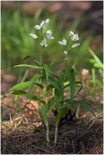 Cephalanthera longifolia photo 2