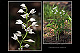 Cephalanthera longifolia 1