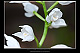 Cephalanthera longifolia 2