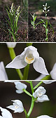 Cephalanthera longifolia 4