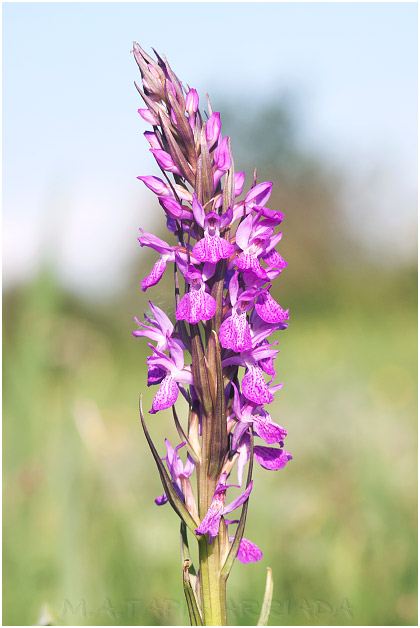Dactylorhiza elata photo 3