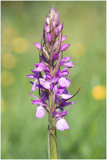 Dactylorhiza elata photo 4
