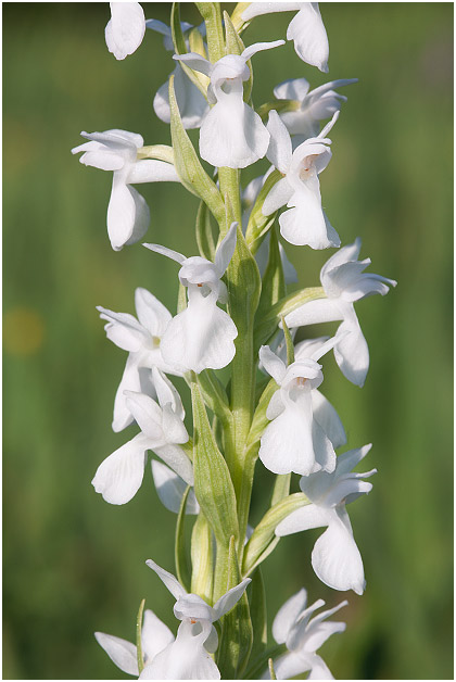 Dactylorhiza elata photo 5