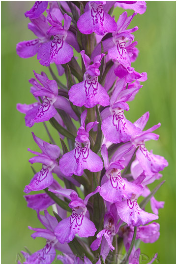 Dactylorhiza elata photo 6