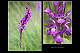 Dactylorhiza elata 1