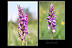 Dactylorhiza elata 2