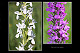 Dactylorhiza elata 3