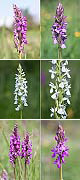 Dactylorhiza elata Artxibo