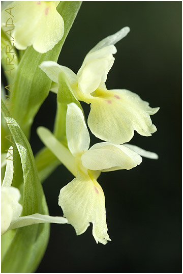 Dactylorhiza insularis 2