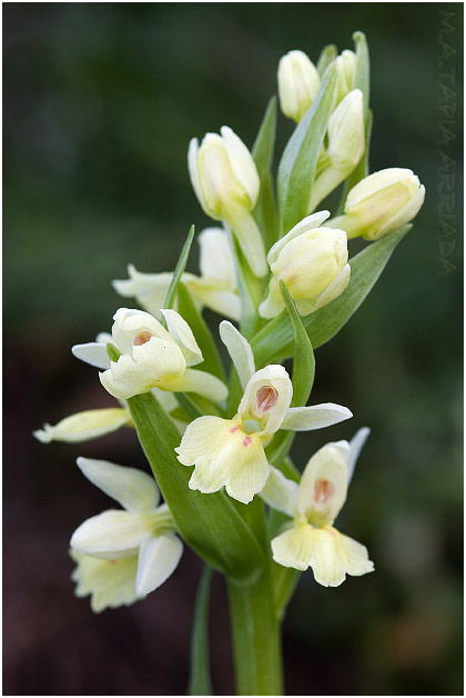Dactylorhiza insularis 3