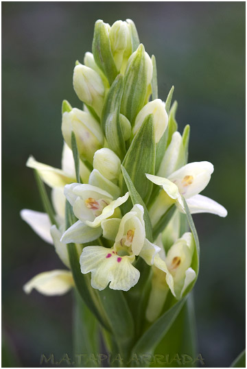 Dactylorhiza insularis 4