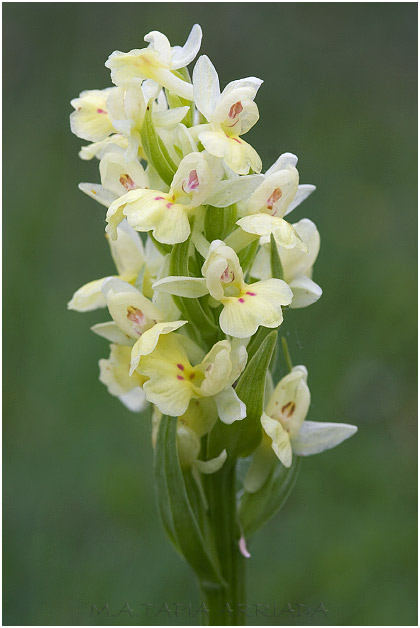 Dactylorhiza insularis 5