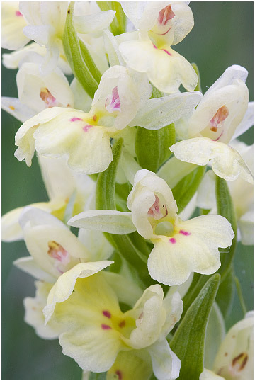 Dactylorhiza insularis 6
