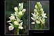Dactylorhiza insularis 2