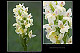 Dactylorhiza insularis 3