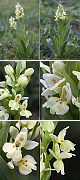 Dactylorhiza insularis Artxibo