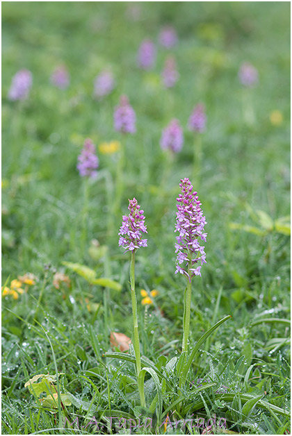 Gymnadenia conopsea 3