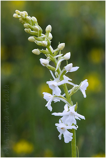 Gymnadenia conopsea 4