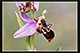 Ophrys%20apiferaxOphrys%20scolopaxTX2