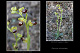 Ophrys bilunulata 1