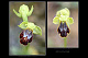 Ophrys bilunulata 2