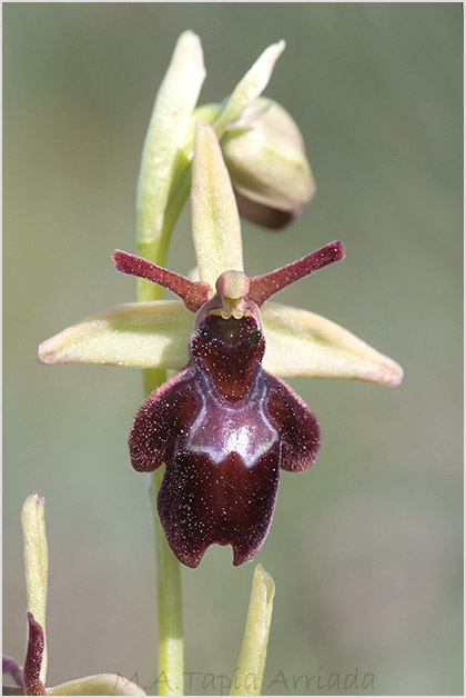 Ophrys insectifera x Ophrys sphegodes 1