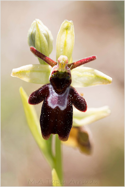 Ophrys insectifera x Ophrys sphegodes 3