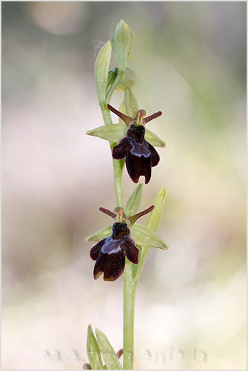 Ophrys insectifera x Ophrys sphegodes 4