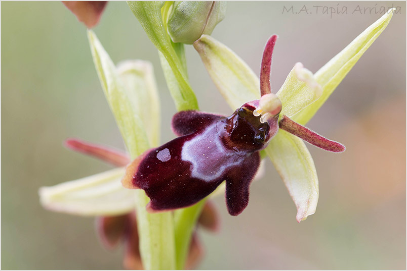 Ophrys insectifera x Ophrys sphegodes 5