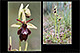 Ophrys insectifera x Ophrys sphegodes 1