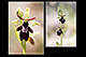 Ophrys insectifera x Ophrys sphegodes 2