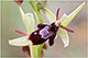 Ophrys insectifera x Ophrys sphegodes 3