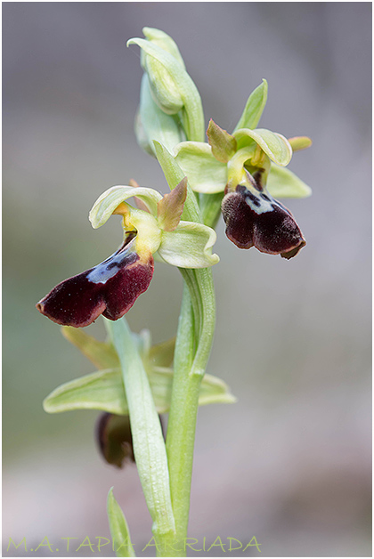 Ophrys lupercalis x Ophrys passionis1