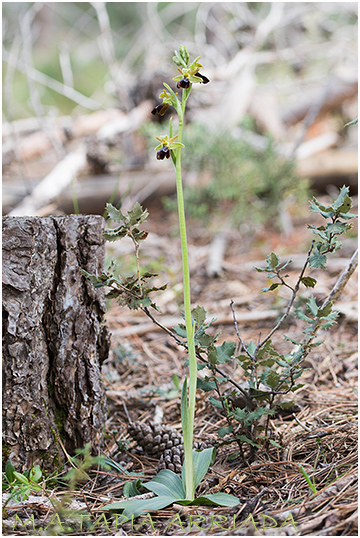Ophrys lupercalis x Ophrys passionis 2
